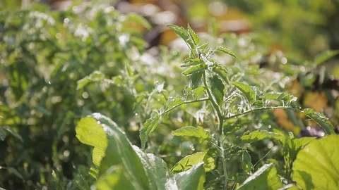 Plants in a field in Nepal Stock Footage 92713879