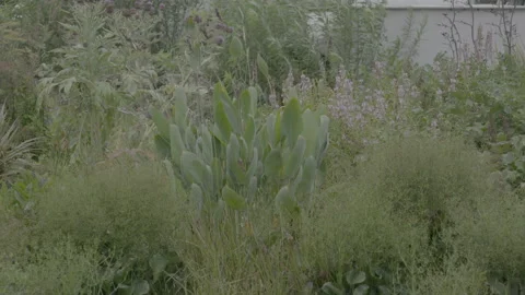 Plants In The Field - No LUT Version Stock Footage 221876402