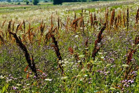 Plants in the field Stock Photos