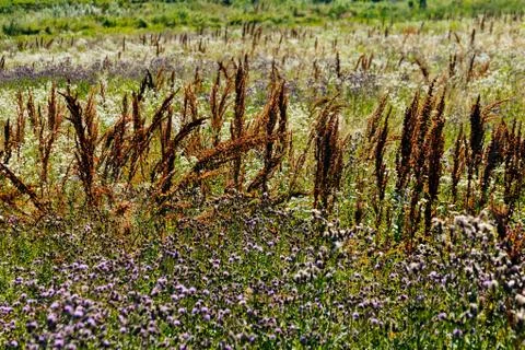 Plants in the field Stock Photos