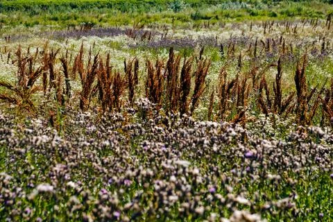 Plants in the field Stock Photos