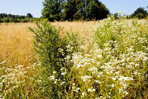 Plants in the field Stock Photos