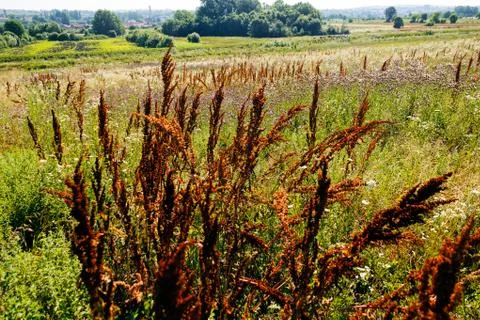 Plants in the field Stock Photos