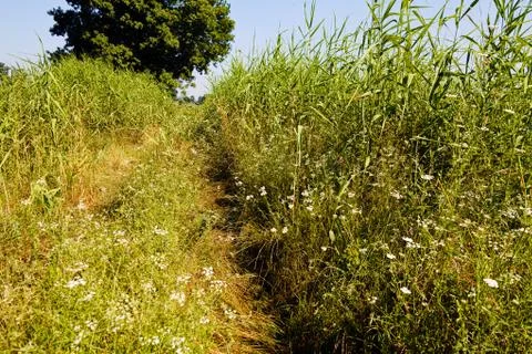 Plants in the field Stock Photos