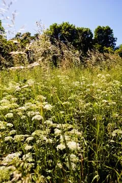 Plants in the field Stock Photos