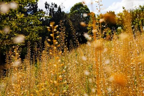 Plants in the field Stock Photos