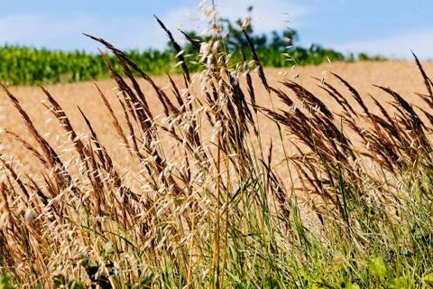 Plants in the field Stock Photos