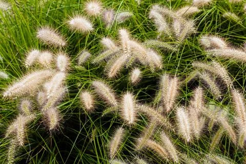 Plants in the field Stock Photos