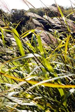 Plants in the field Stock Photos