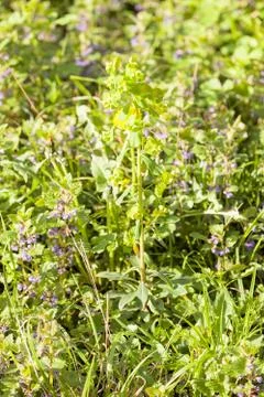 Plants in the field Stock Photos