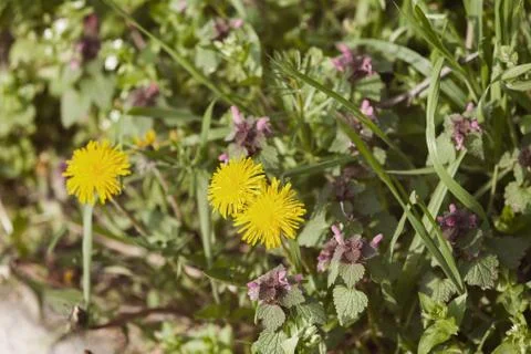 Plants in the field Stock Photos