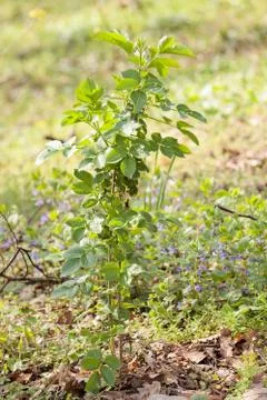 Plants in the field Foto stock