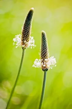 Plants in the field Gratis Stockfotos