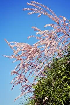 Plants in the field Foto stock gratuite