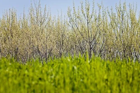 Plants in the field Foto stock gratuite