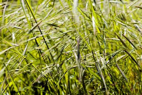 Plants in the field Foto stock gratuite