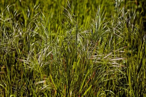 Plants in the field 무료 스톡 사진