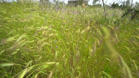 Plants of a field in the wind Stock Footage 138390256