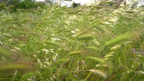 Plants of a field in the wind Stock Footage 138397699