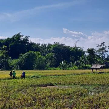 Plants in the fields and paddy that have turned yellow are ready to be harvested Stock Photos