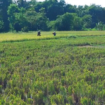 Plants in the fields and paddy that have turned yellow are ready to be harvested Stock Photos