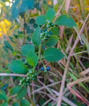 Plants in the fields Stock Photos