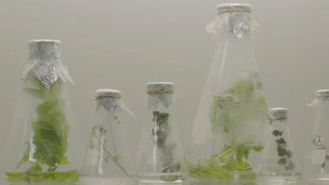 Plants in a filtering flask sealed and building up moisture in a laboratory. Stock Footage 233936259