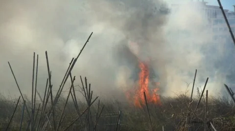 Plants on fire 库存影片 560679