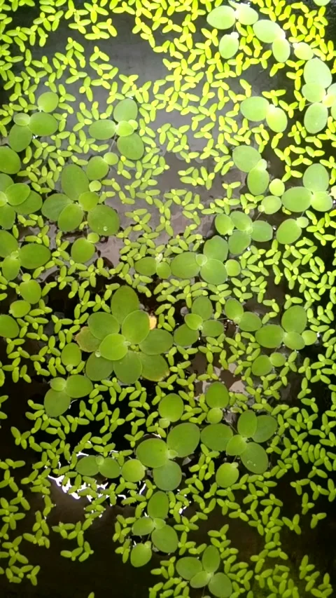 Plants in fish ponds Stock Footage 235256826