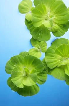 Plants floating on water Stock Photos
