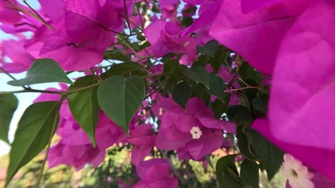 Plants Flower Tree Macro Slow Motion Leaf Background Stock Footage 339969063