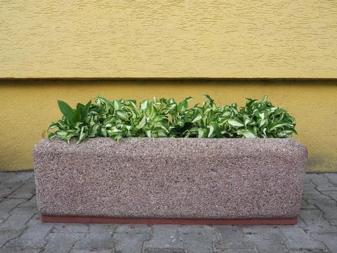 Plants in flowerpot Stock Photos