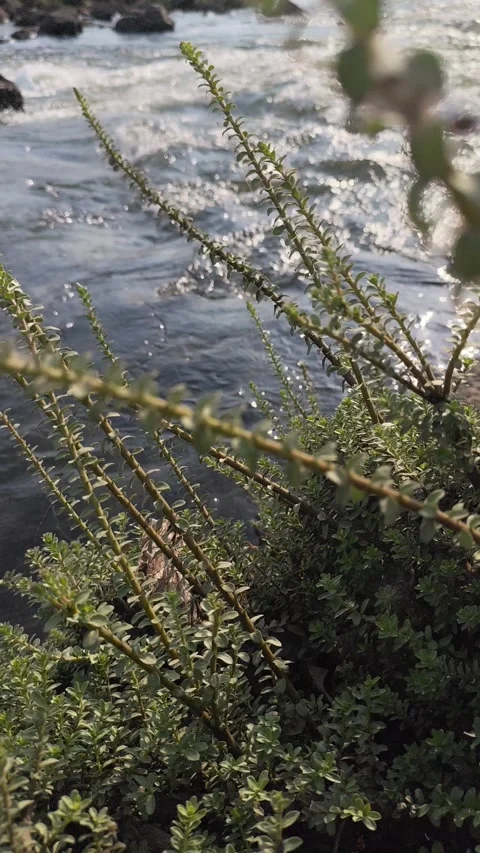 Plants by Flowing River with Sunlight Reflection Nature Vertical Video Vídeos de archivo 331083907