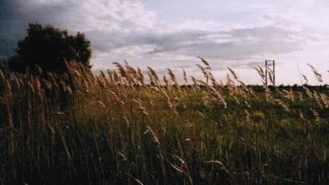 Plants flutter in the wind cinematic look video Video stock 240027118
