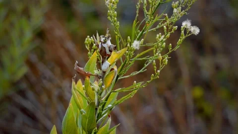 Plants with foam on it Stock Footage 208808504