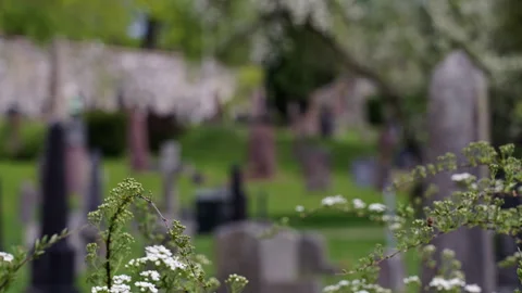 Plants in focus with an old cemetery in the background Stock Footage 274596355