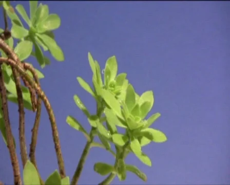 Plants  Stock Footage 560379