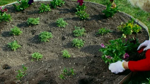 Plants Stock Footage 4128126