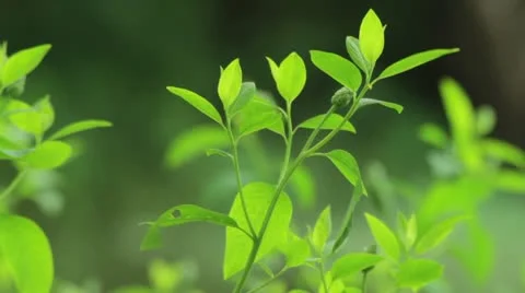 Plants Stock Footage 22330144