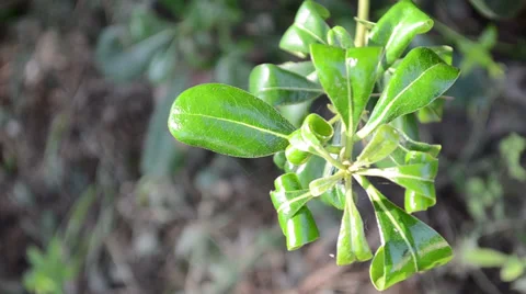 The plants Stock-Footage 30241271