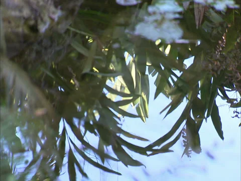 Plants Stock Footage 32455002