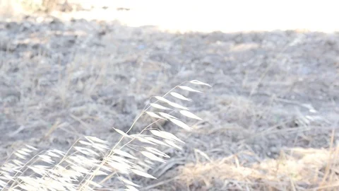 Plants Stock Footage 95763161