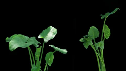 PLANTS Stock Footage 102613234