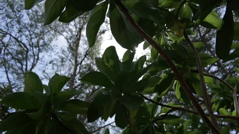 Plants Stock Footage 104712681