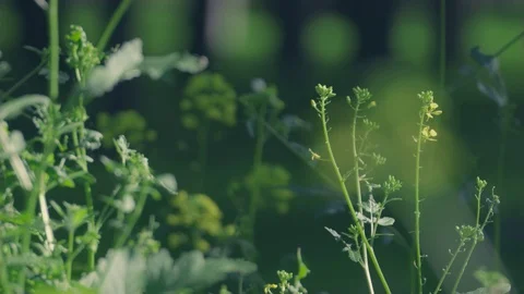 Plants 스톡 동영상 129441458