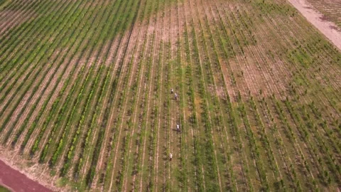 Plants Stock Footage 135816509
