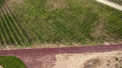Plants Stock Footage 135816538