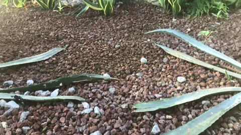 Plants Video stock 143115767