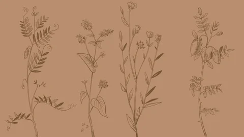 Plants Stock Footage 168531673