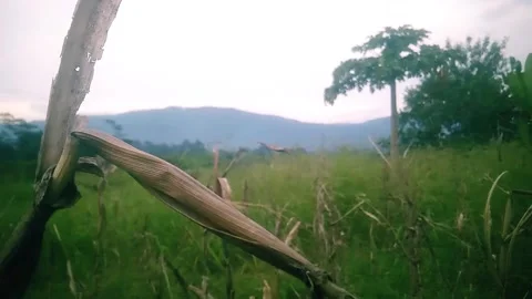 Plants Stock Footage 169693765